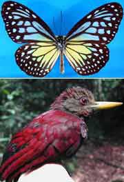 The maroon woodpecker and the Parantica aspacia aspacia(top image), are both species that have become extinct in Singapore.